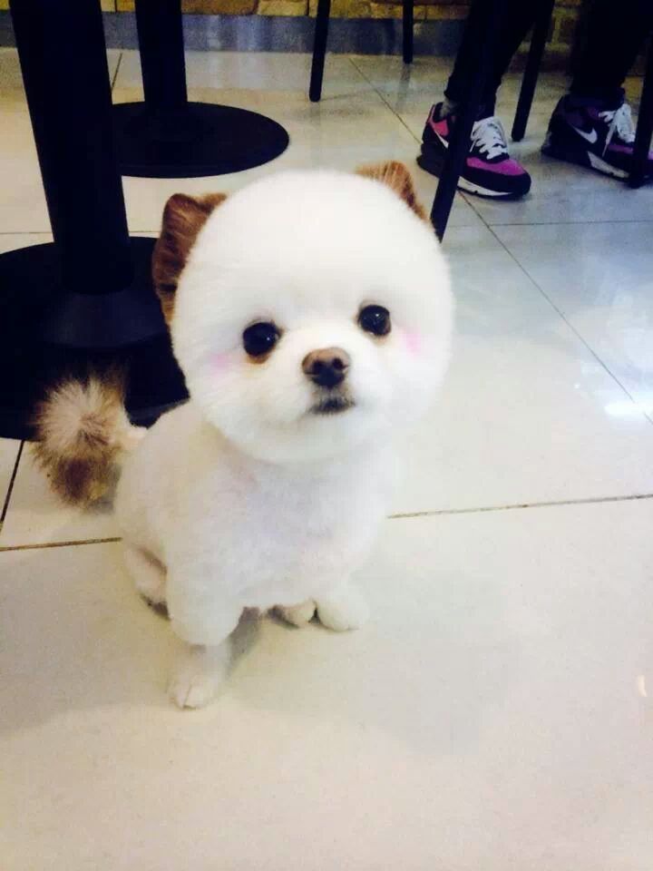 카와이 이미지