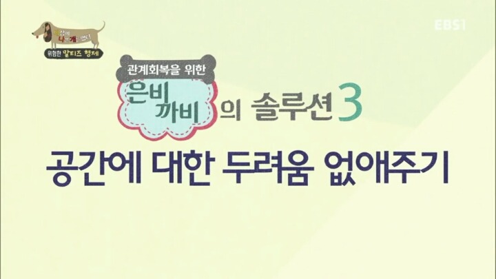 공격적인 반려견이 되는 이유 2부.jp | 인스티즈