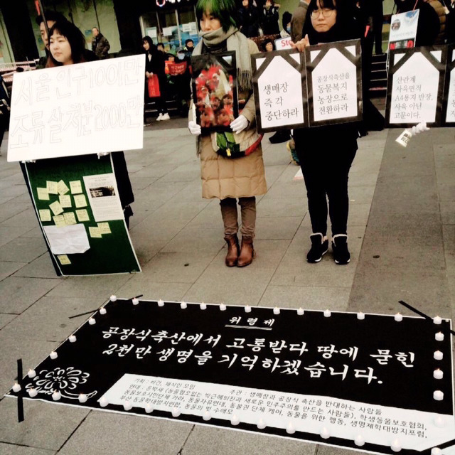 닭들이 불쌍해!! | 인스티즈