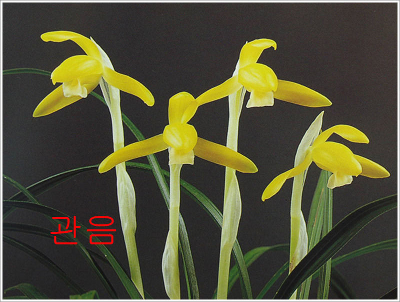 천향원 이미지