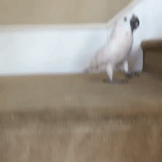 계단 오르기.gif | 인스티즈