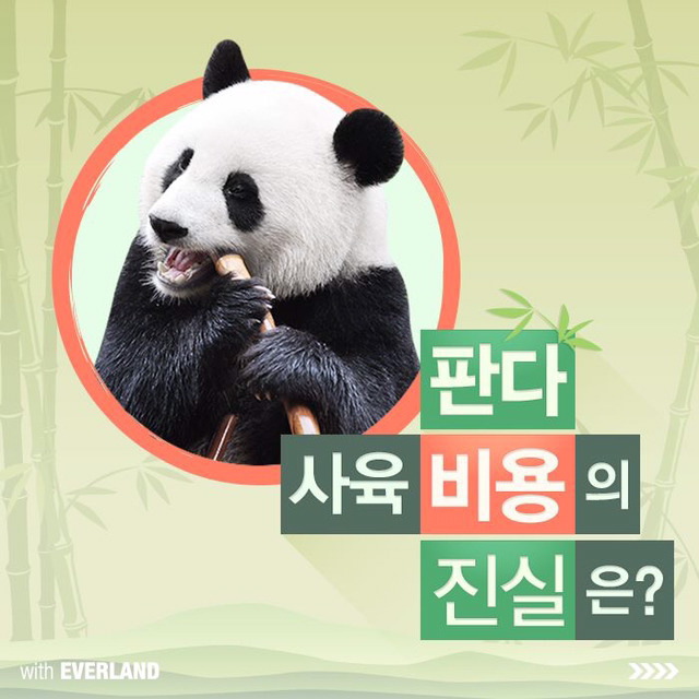 판다는 먹이값만 수백억이 들어간다? 판다의 진실.jpg | 인스티즈