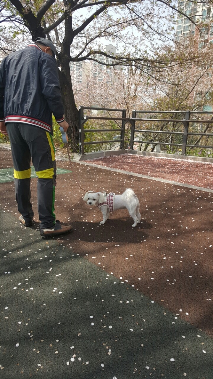 알리에 이미지