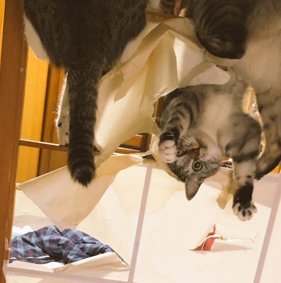 캣타워 필요없다냥 | 인스티즈