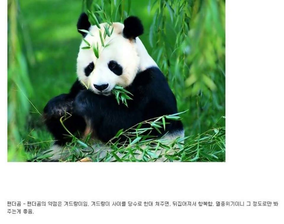 동물이랑 1대1로 싸워서 이기는 방법 개꿀팁. jpg | 인스티즈