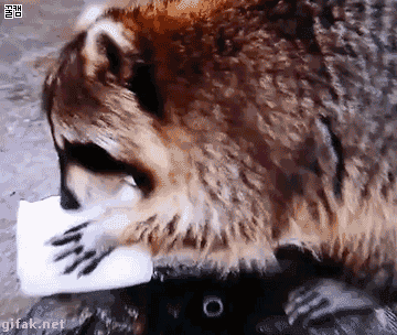 호흡곤란 오게 만드는 귀여운 동물짤들♥ | 인스티즈