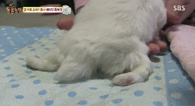 아니.. 음식물 쓰레기통에서 강아지 우는 소리가 나는거에요;;;.gif | 인스티즈