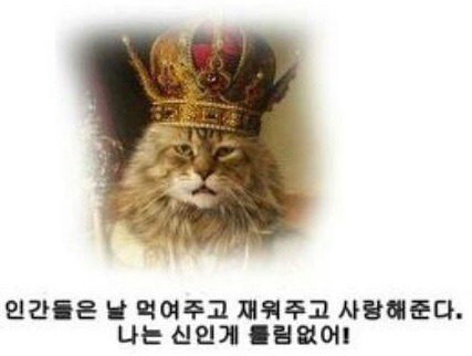 개와 고양이의 생각차이 | 인스티즈