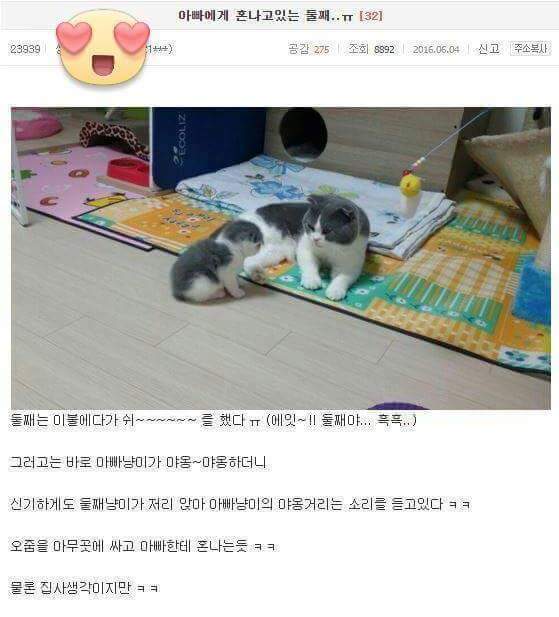 고양이 가정교육 | 인스티즈