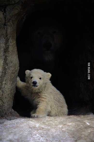 귀여운 아기곰이네? | 인스티즈