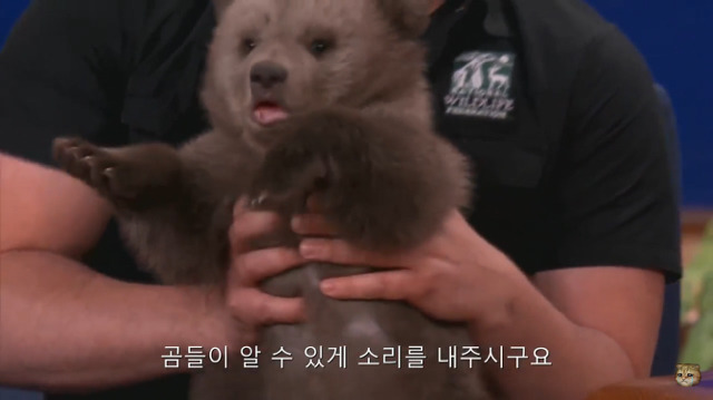 생후 11주된 아기 불곰의 충격적인 귀여움(코난 오브라이언 쇼) | 인스티즈
