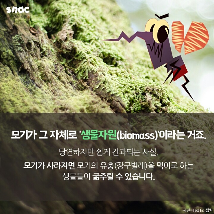 모기와 초콜릿의 평행이론 | 인스티즈