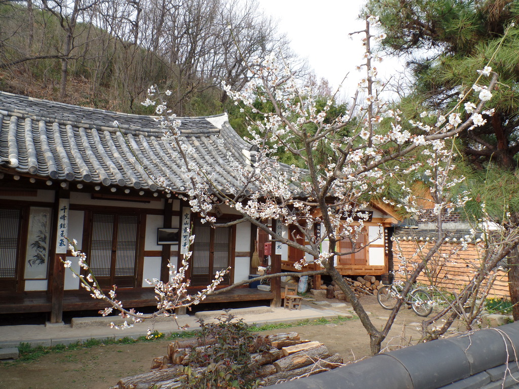 한옥마을의 화사한 봄꽃 감상 | 인스티즈