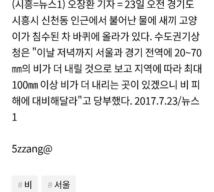 침수된 차량 위에 올라간 고양이 | 인스티즈