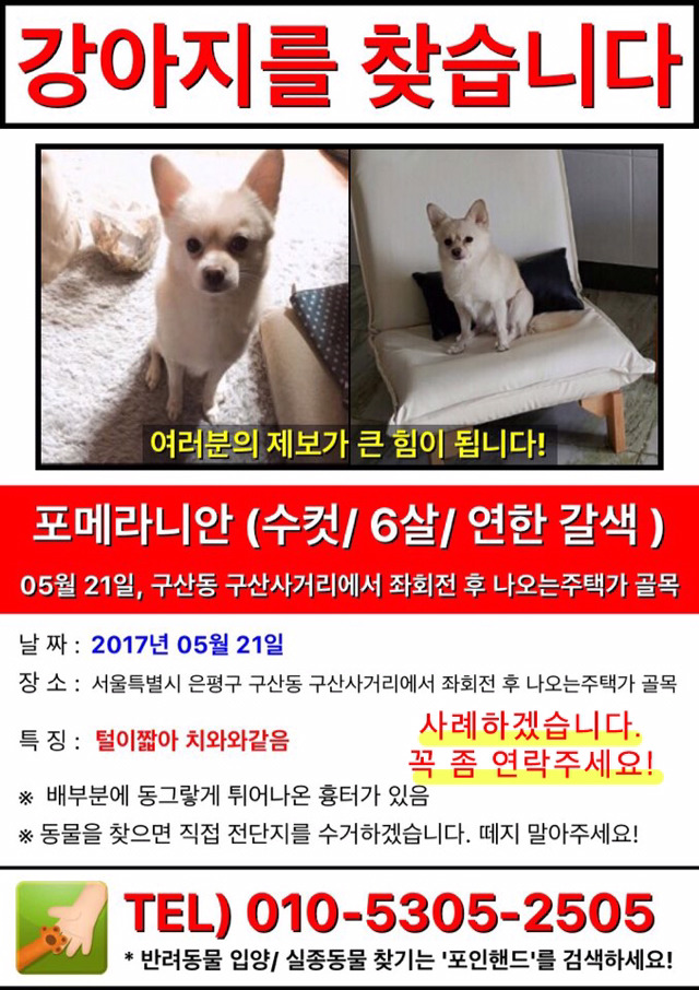 실종된 강아지 마파를 찾습니다 (은평구 구산동~역촌동 일대) | 인스티즈