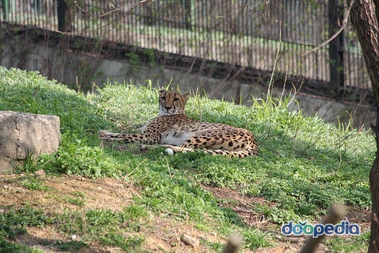 내가 가장 좋아하는 고양이과 맹수는?? | 인스티즈