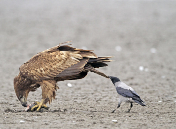 까마귀의 위엄.jpg | 인스티즈