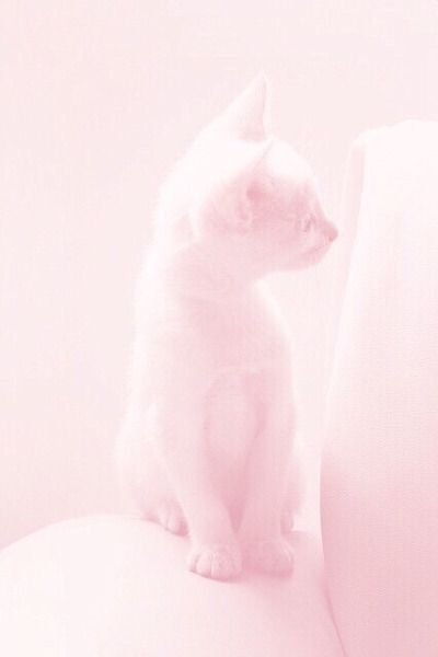 Tumblr : #cat #pink | 인스티즈