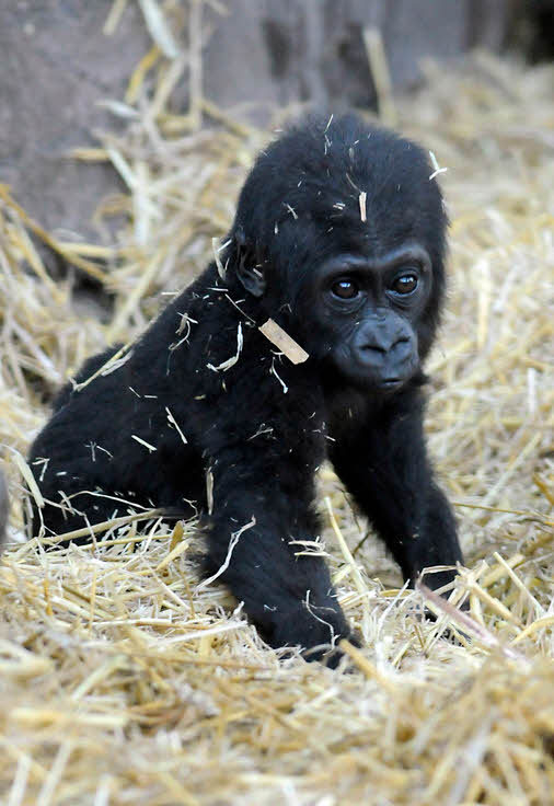야생동물의 새끼들 | 인스티즈
