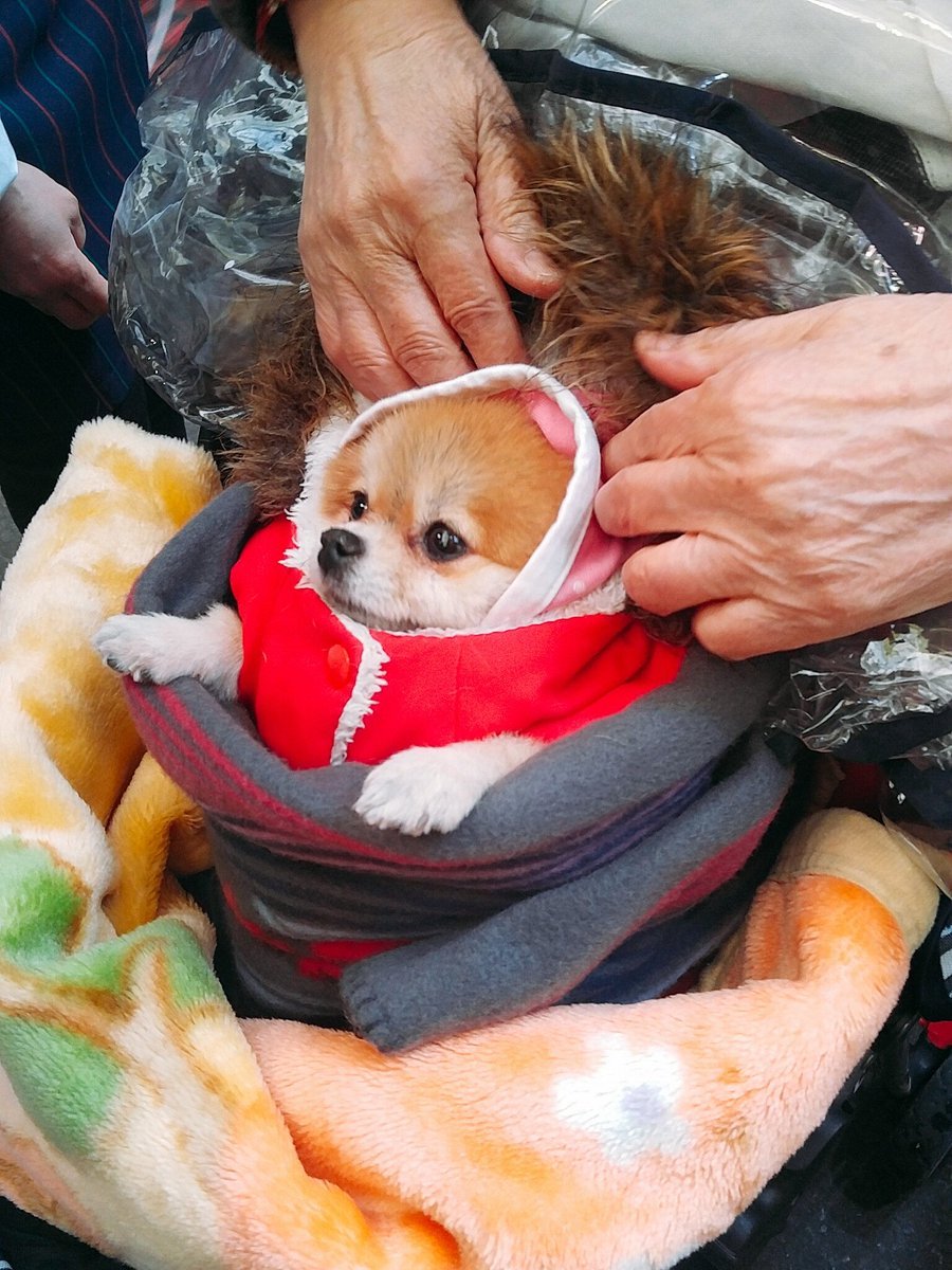 시장에서 할머니가 유모차에 강애쥐 태워가시는거 찍었다.jpg | 인스티즈