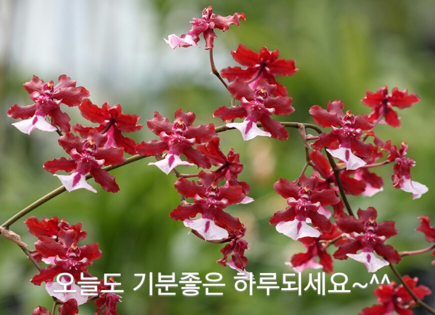 행운 이미지