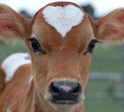 내안에 하트있당 | 인스티즈