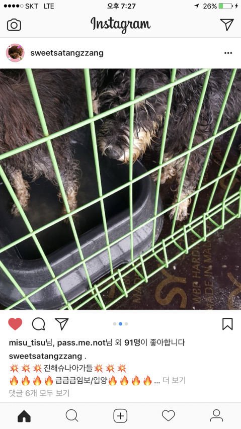 진해유기동물 보호소에 한꺼번에 몇십마리 슈나우저가 구조되어 들어왔어. 하필이면 계속 내리는 비에 온몸이 젖어 덜덜덜 떨고 있대... 한번만 봐줘 | 인스티즈