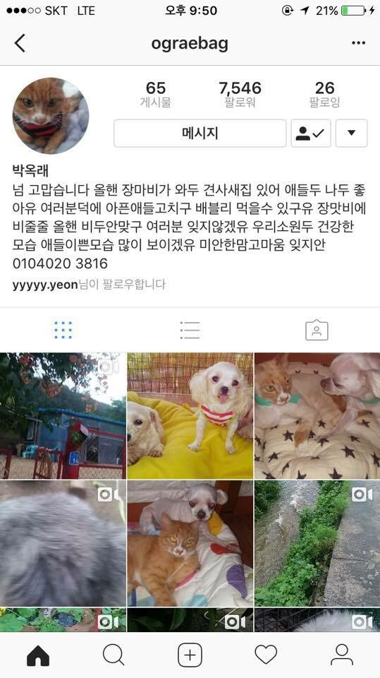 36마리의 유기견엄마 박옥래할머니 도와줘 여시들 | 인스티즈