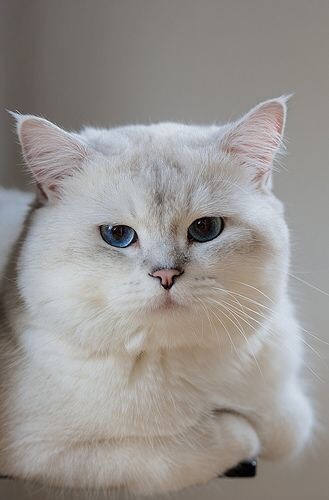 개와 고양이.jpg | 인스티즈