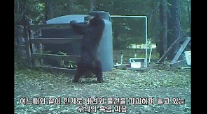곰도 아는 그 고통 | 인스티즈