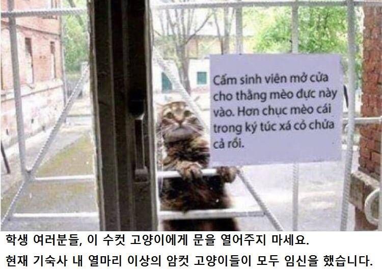 고양이가 쫓겨난 이유 | 인스티즈