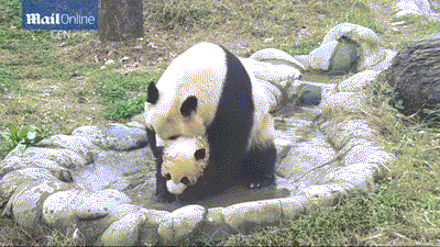 팬더 🐼 목욕하는 게시물 | 인스티즈