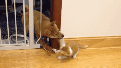 문에 끼인 댕댕이와 그걸 본 냥냥이.gif | 인스티즈