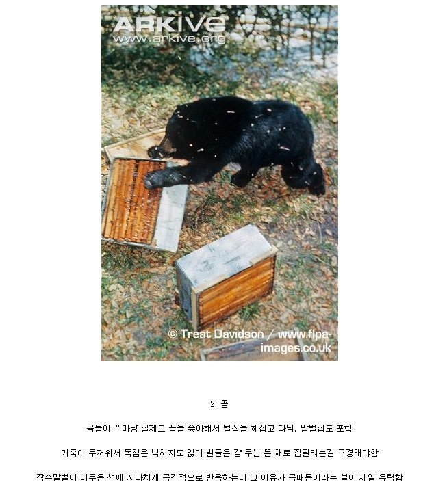 장수말벌의 천적.jpg | 인스티즈