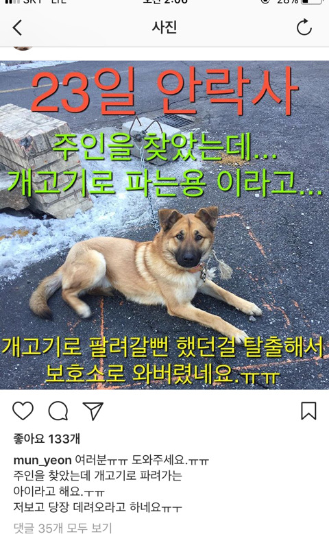개고기로 팔려갈뻔 하자 도망쳐 탈출한 아이 임보나 입양 도와줘 | 인스티즈