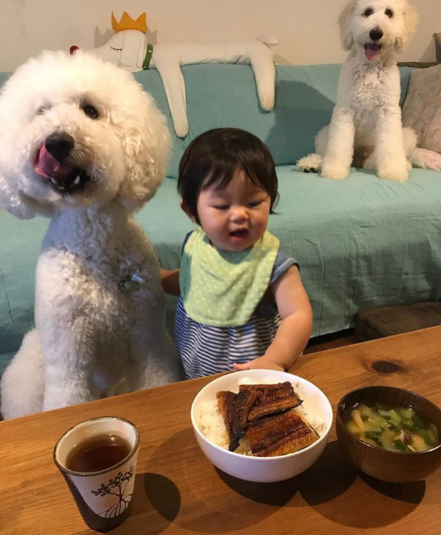 스탠다드 푸들과 1살 아기의 아주 사랑스러운 일상.jpg | 인스티즈
