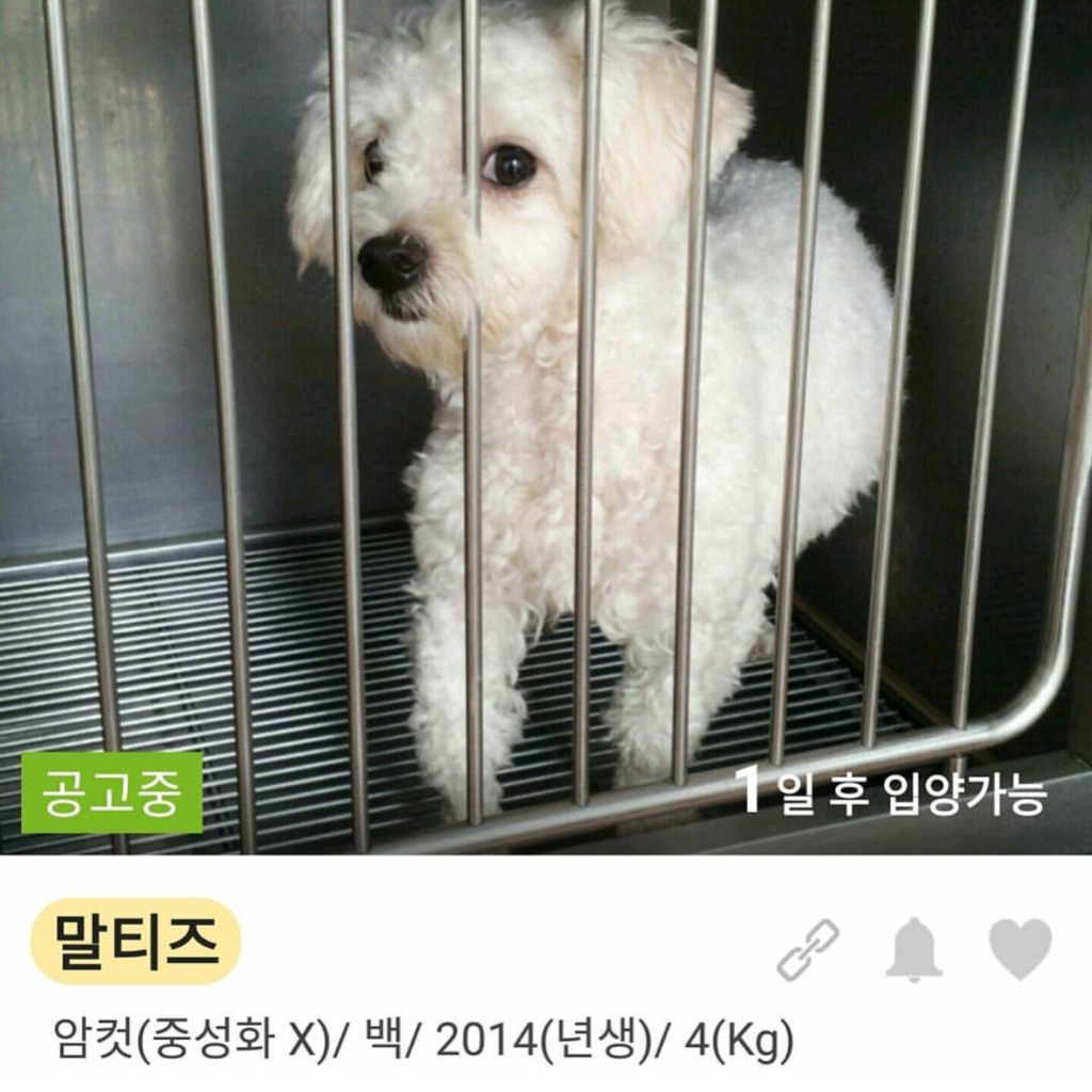 분리수거장에 강아지 유기하는 인면수심.jpg | 인스티즈