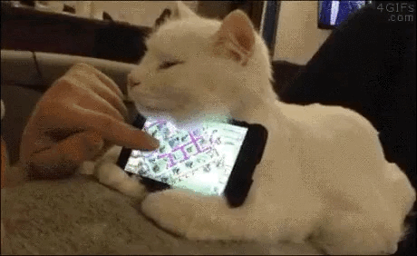 냥이 활용법.gif | 인스티즈