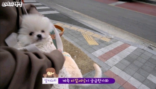 추워서 찡찡거리는 강아지 | 인스티즈