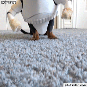 주인놈이 또 이상한걸 사왔다 | 인스티즈