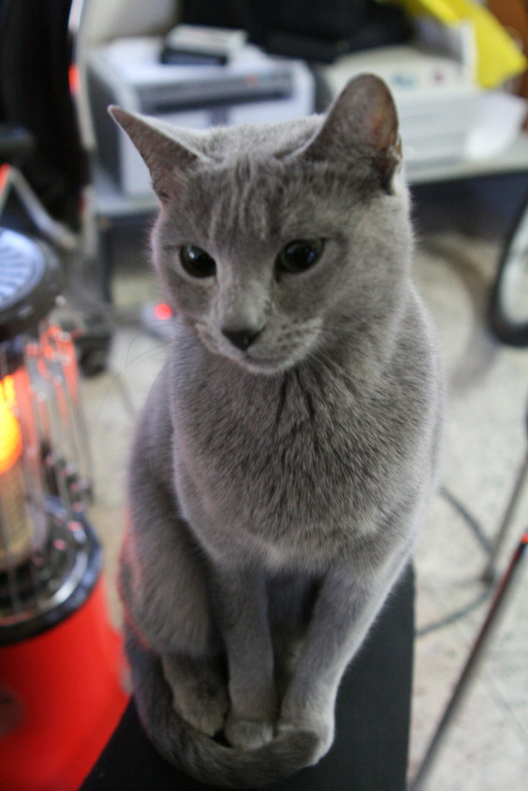 이중에서 가장 키우고 싶은 고양이는? | 인스티즈