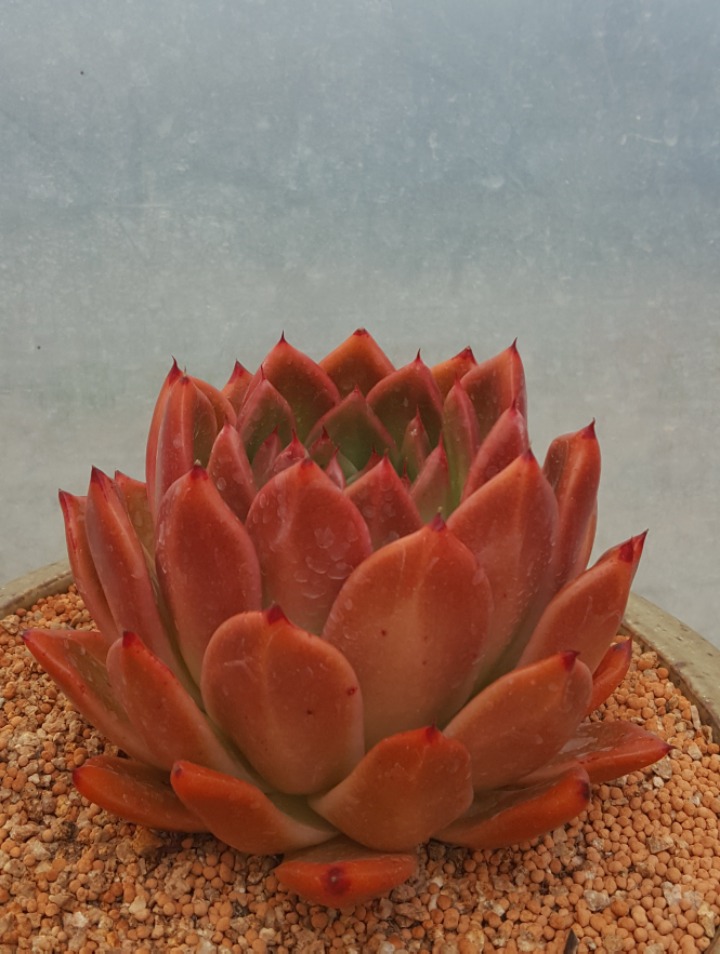 죠세핀 이미지