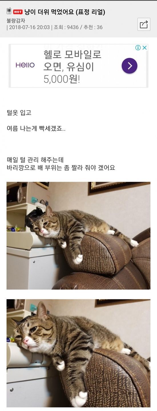 폭염에 더위먹은 고양이.jpg | 인스티즈