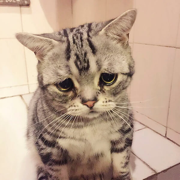 세상에서 가장 슬픈 고양이.jpg | 인스티즈