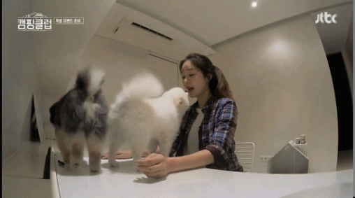 성유리 방해하는 댕댕이들.gif | 인스티즈