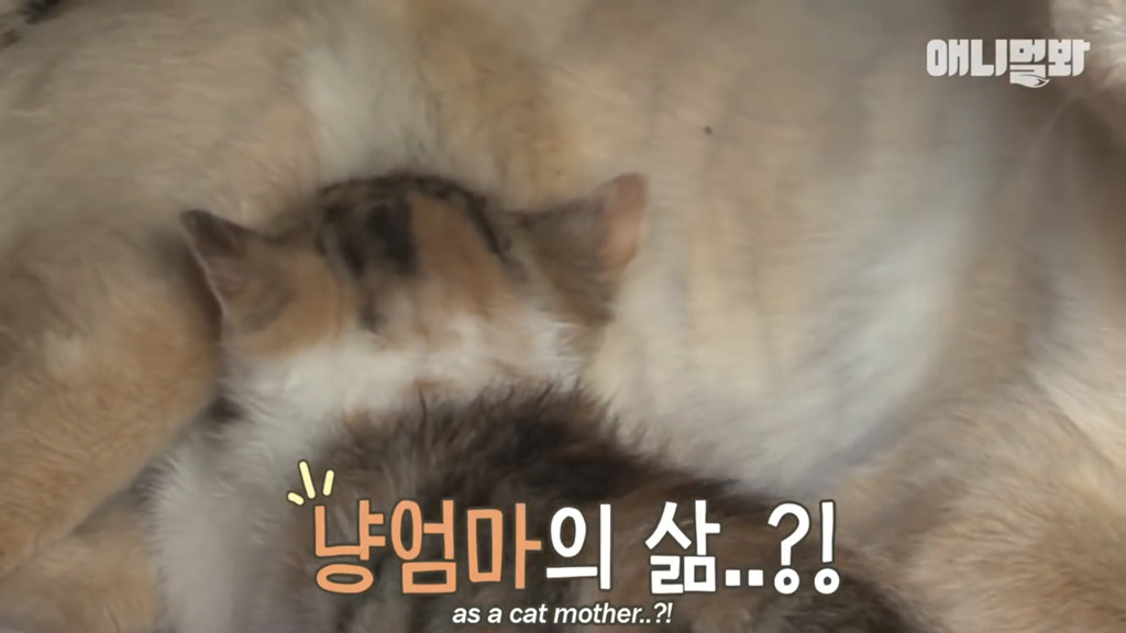 아기 고양이를 능숙하게 키우는 강아지의 사연은? | 인스티즈