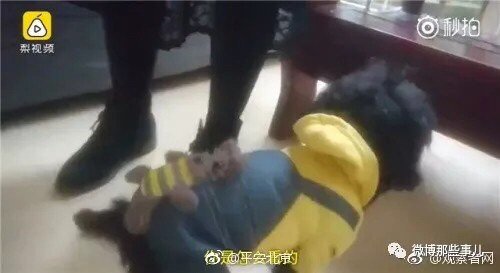 사진은없고..이렇게 생긴 강아진데 찾아주세요..jpg | 인스티즈