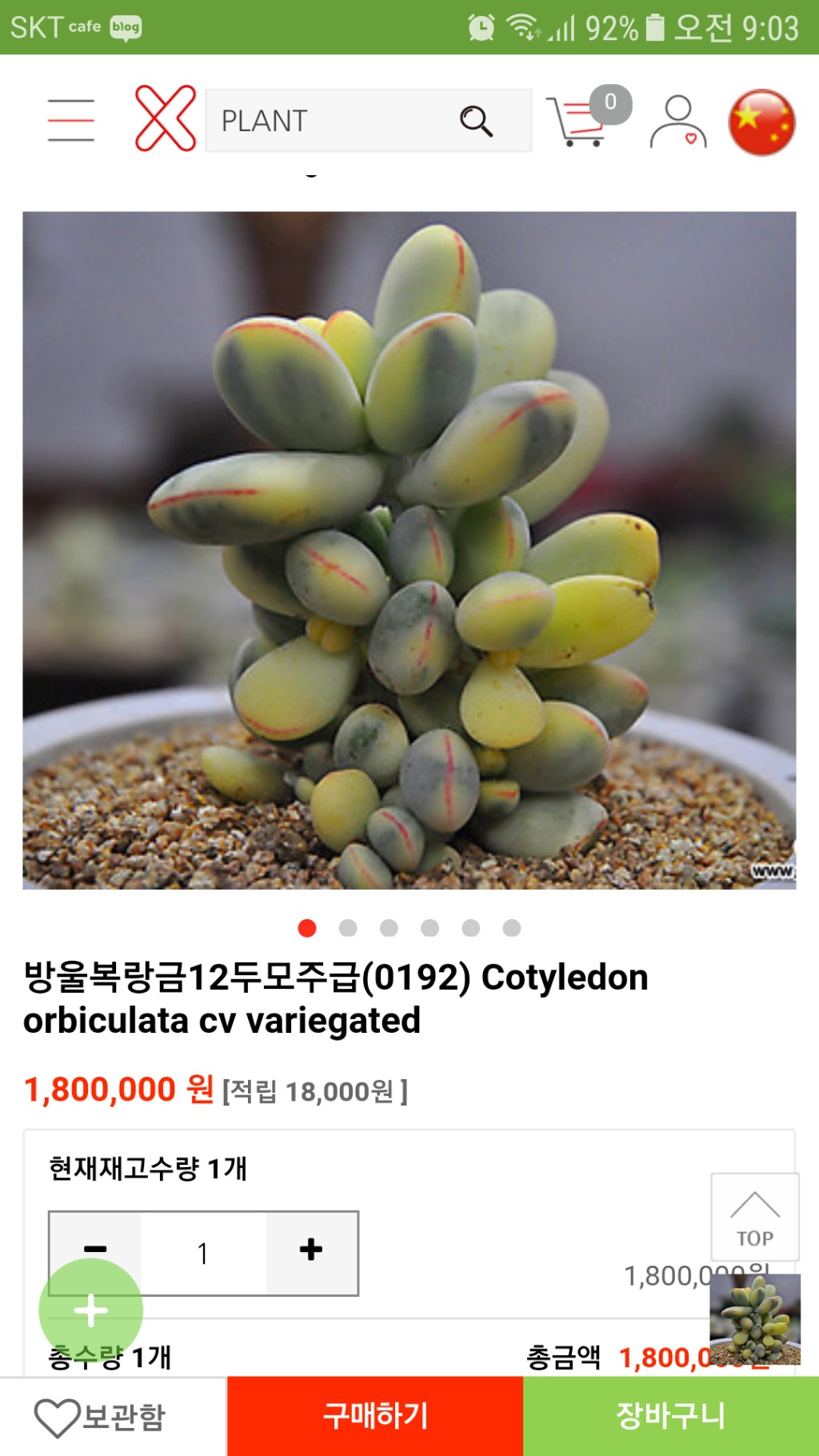 다육 이미지