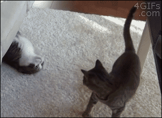 커여운 냥이 짤들 | 인스티즈