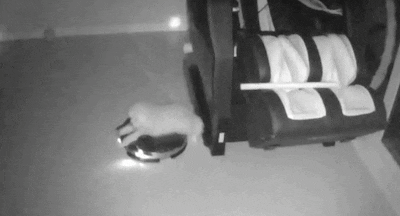 혼자 있는 강아지 걱정에 cctv 달았는데..gif | 인스티즈